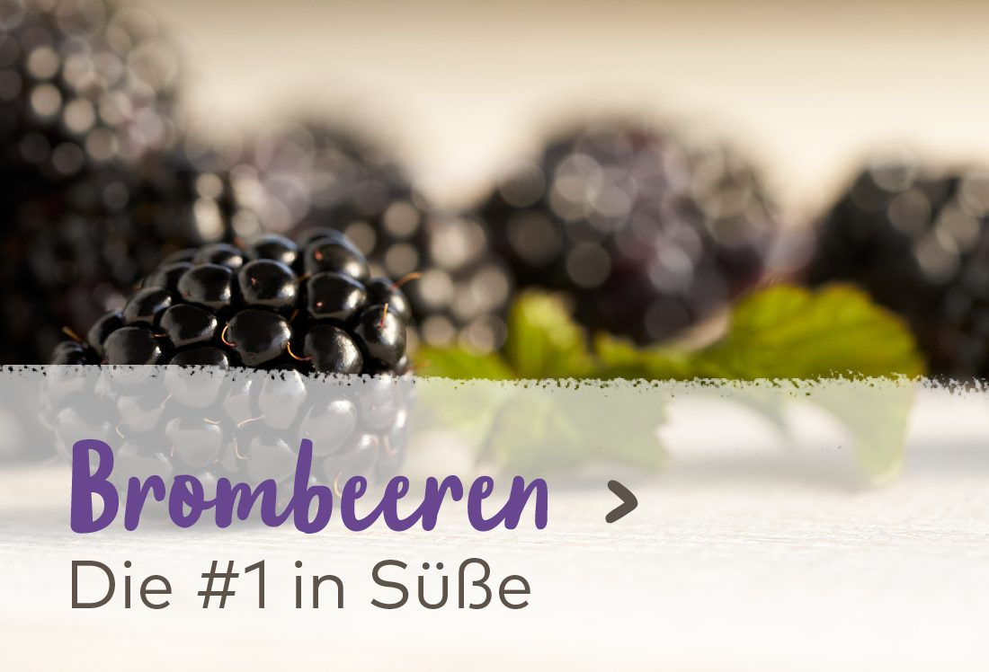 Brombeeren - Die #1 in Süße