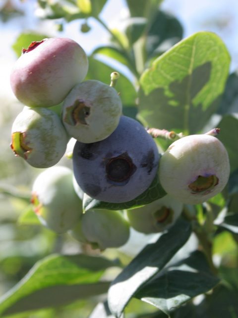 Heidelbeeren Ernährung