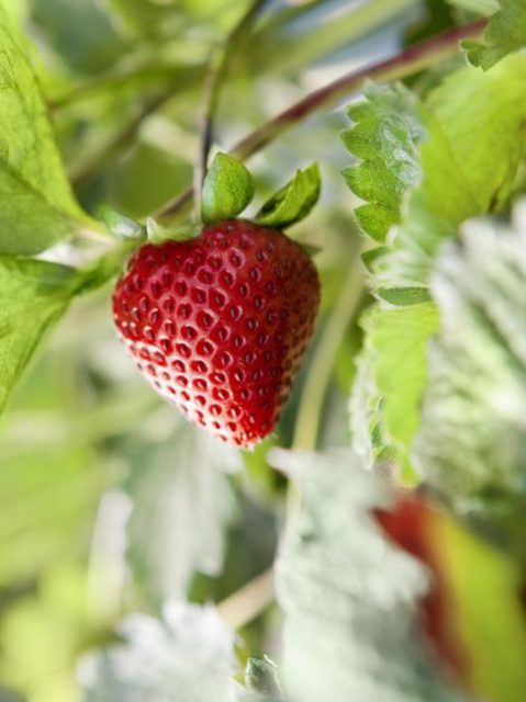 strawberry benefits