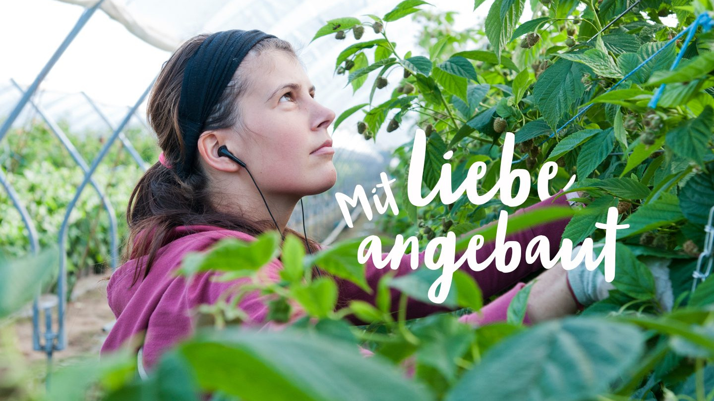 Wie wir köstliche, wunderschöne und frische Beeren ziehen