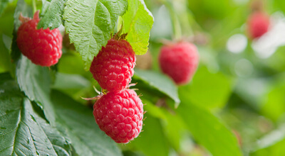 Unsere Beeren