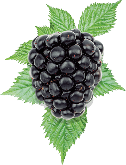 blackberry