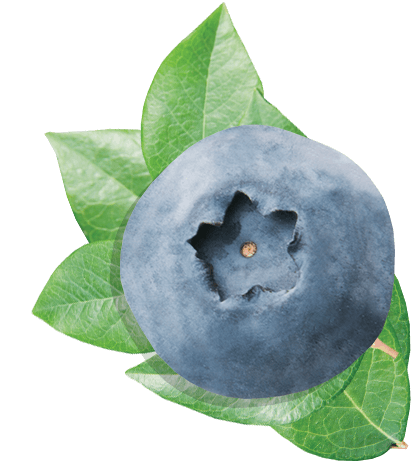 blueberry